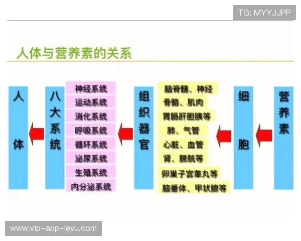 篮球运动员营养补给方案科学优化，篮球运动员营养补给方案科学优化训练